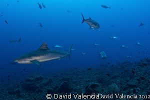 A Tiger sharks leads a school of hammerheads straight to ... by David Valencia 